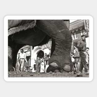 Giant Elephant Foot b/w vintage photography Sticker
